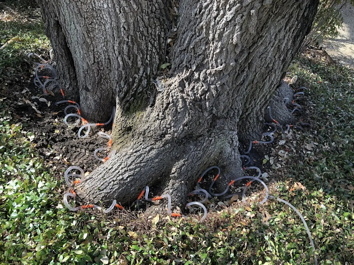 Detailed Tree Cabling and Bracing job site in Phelan