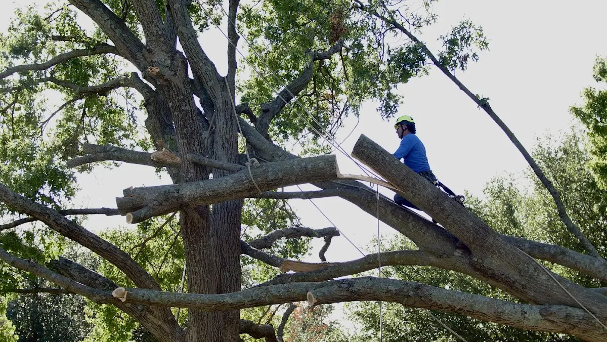 Professional Crown Thinning performed by certified arborists in Phelan